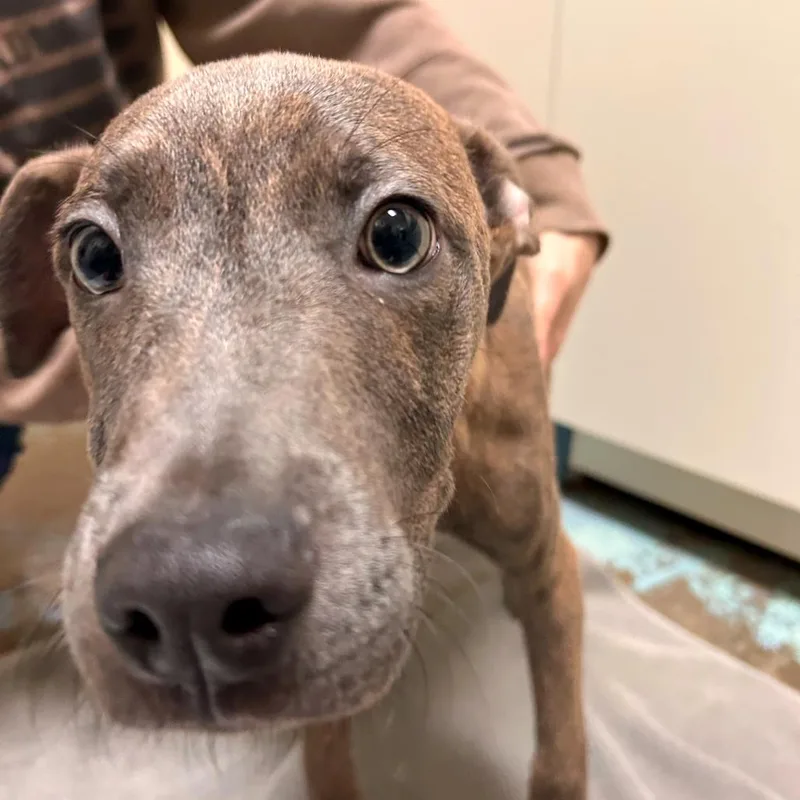 A young small-sized male Brindle American Staffordshire Terrier dog named Fuji for adoption in Woodinville, WA