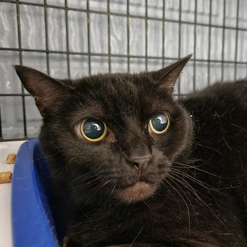 A senior large-sized female Black Domestic Short Hair cat named Midnight for adoption in Fredericksburg, VA