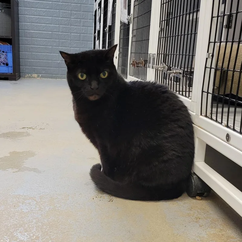 Midnight thumbnail 2