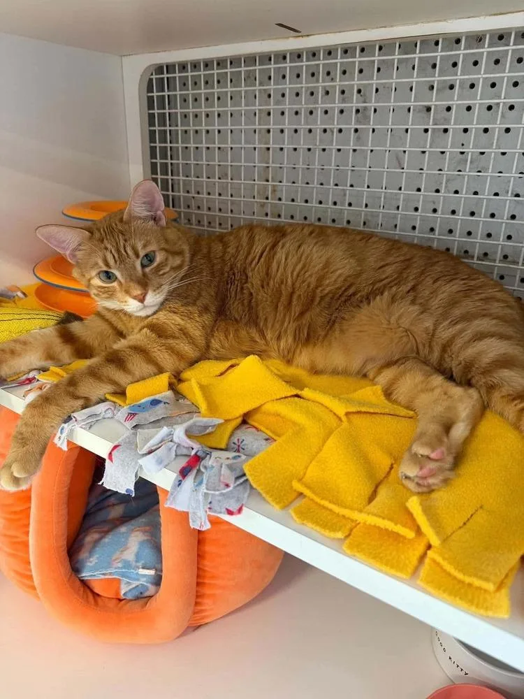 A young large-sized male Domestic Short Hair cat named Coffee for adoption in Chicago, IL