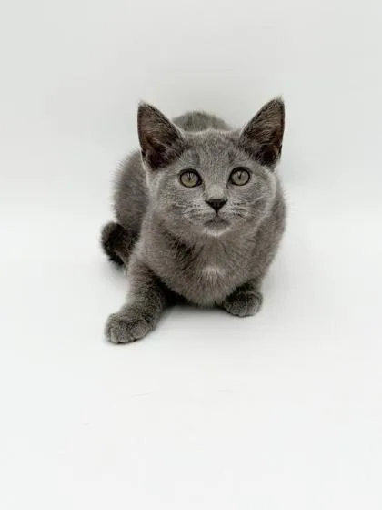 A young small-sized male Russian Blue cat named Banker for adoption in Bowling Green, KY