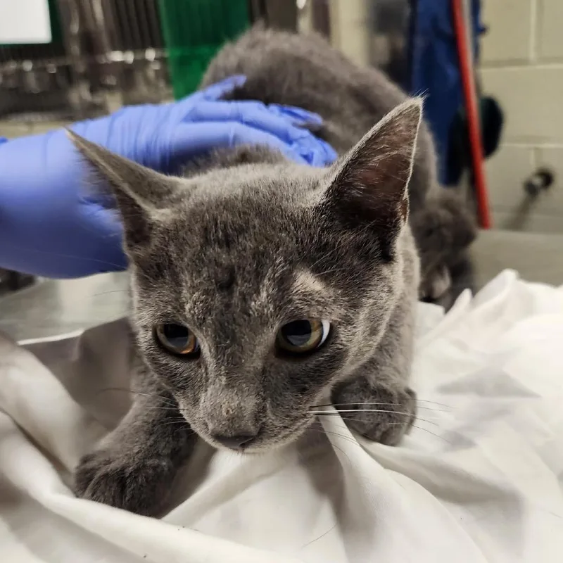 A young medium-sized male Gray / Blue / Silver Domestic Short Hair cat named Salami for adoption in Charlottesville, VA