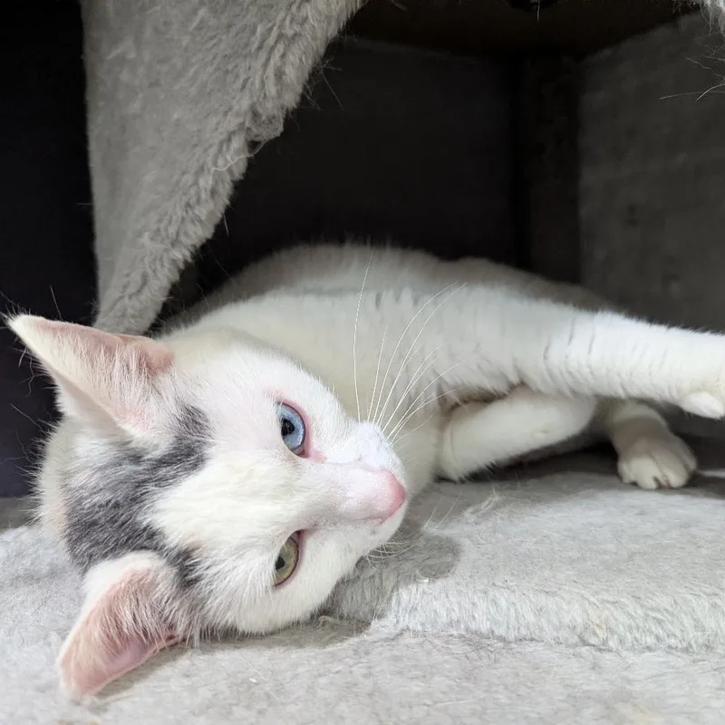 Meet Opal A