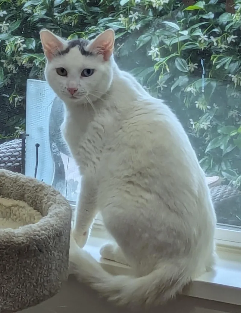Meet Opal  A thumbnail 2