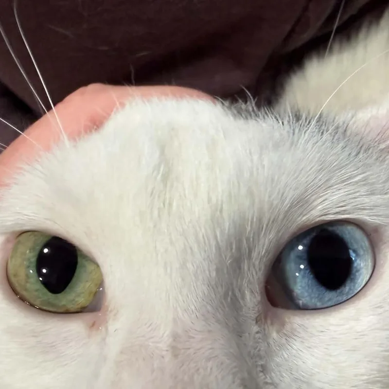 Meet Opal  A thumbnail 3