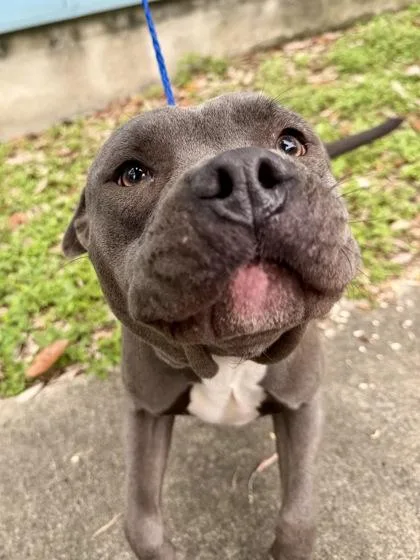 An adult medium-sized female Pit Bull Terrier dog named Deuce for adoption in New Orleans, LA