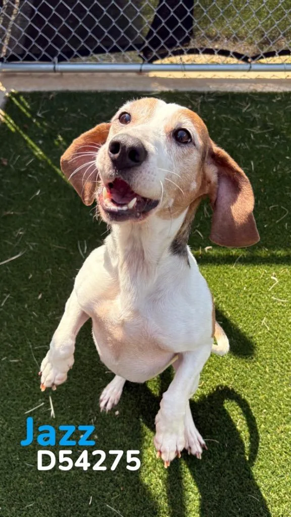 A senior medium-sized female Beagle dog named Jazz for adoption in Clarksville, TN