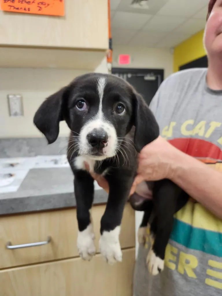 A baby medium-sized female Australian Cattle Dog / Blue Heeler dog named Ulla  AC  for adoption in Greeneville, TN