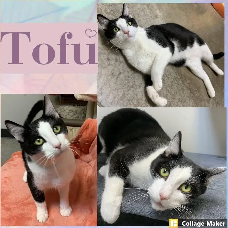 An adult medium-sized male Domestic Short Hair cat named Tofu for adoption in Clearfield, PA