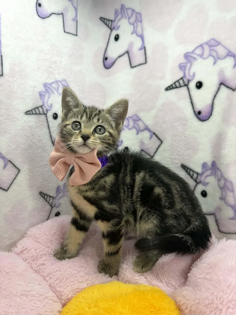 A baby medium-sized female Tabby cat named Wynn for adoption in Tavares, FL