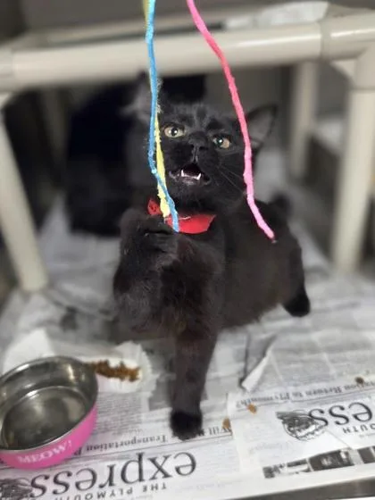 A baby small-sized female Domestic Medium Hair cat named Rory for adoption in Westland, MI