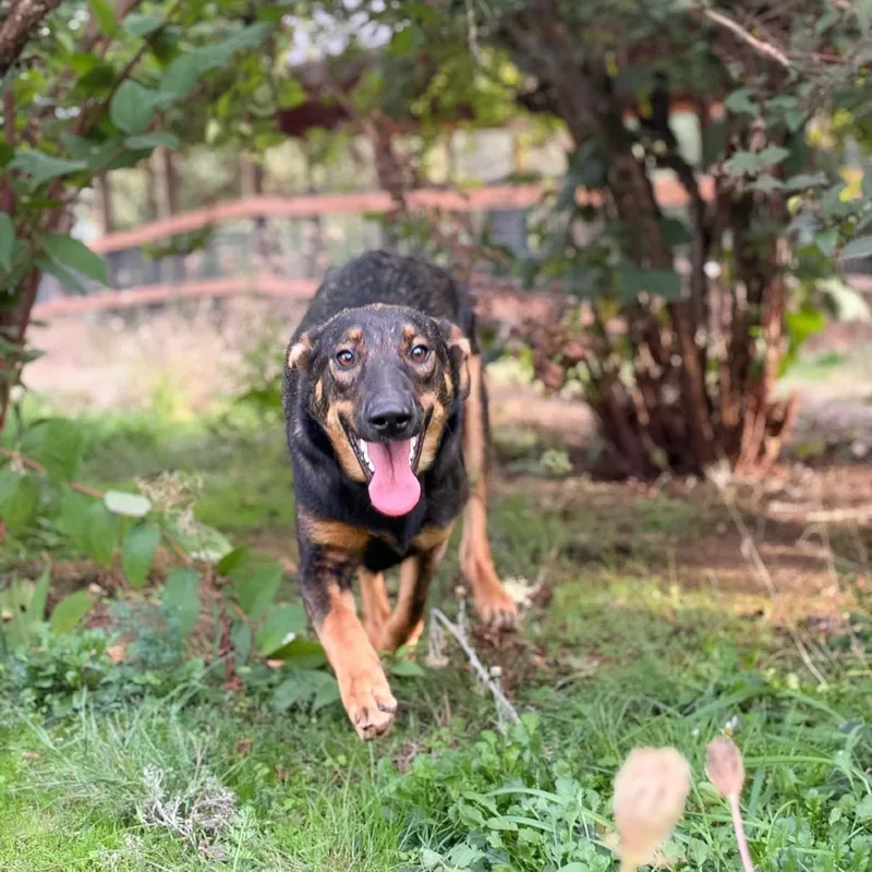 A young medium-sized female Shepherd dog named Fiona for adoption in Salem, OR