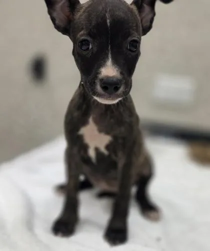 A baby small-sized female Terrier dog named Iggy for adoption in Honolulu, HI