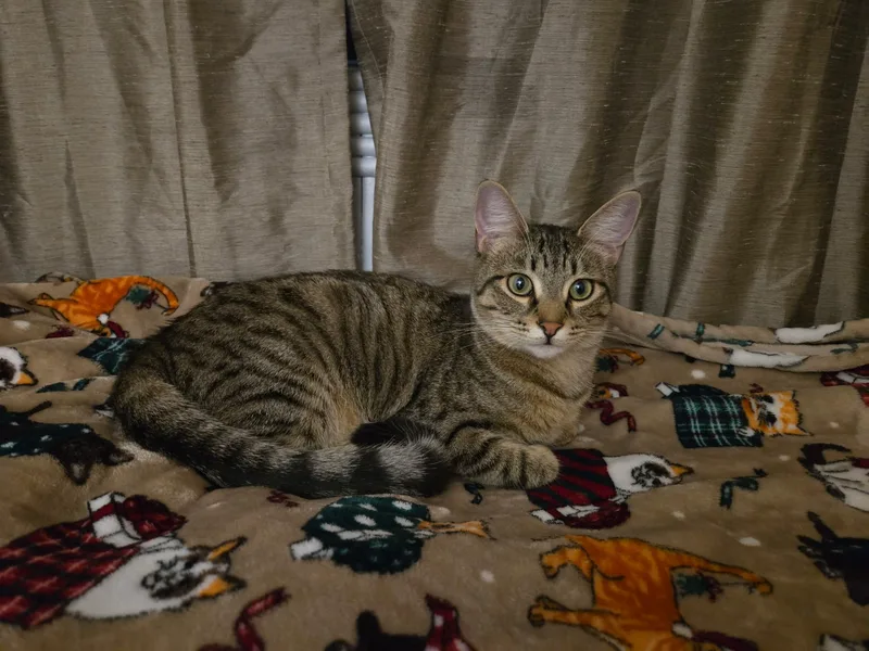 Sassy =^.^= thumbnail 2