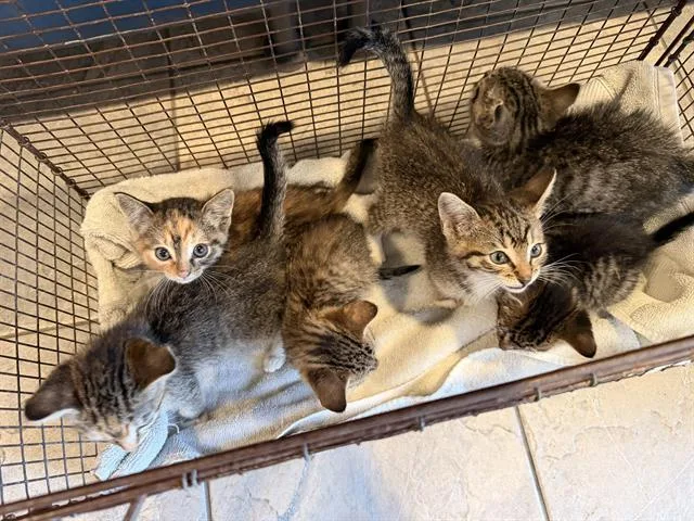 A baby small-sized male Domestic Short Hair cat named Buffalo Bill for adoption in Tustin, CA