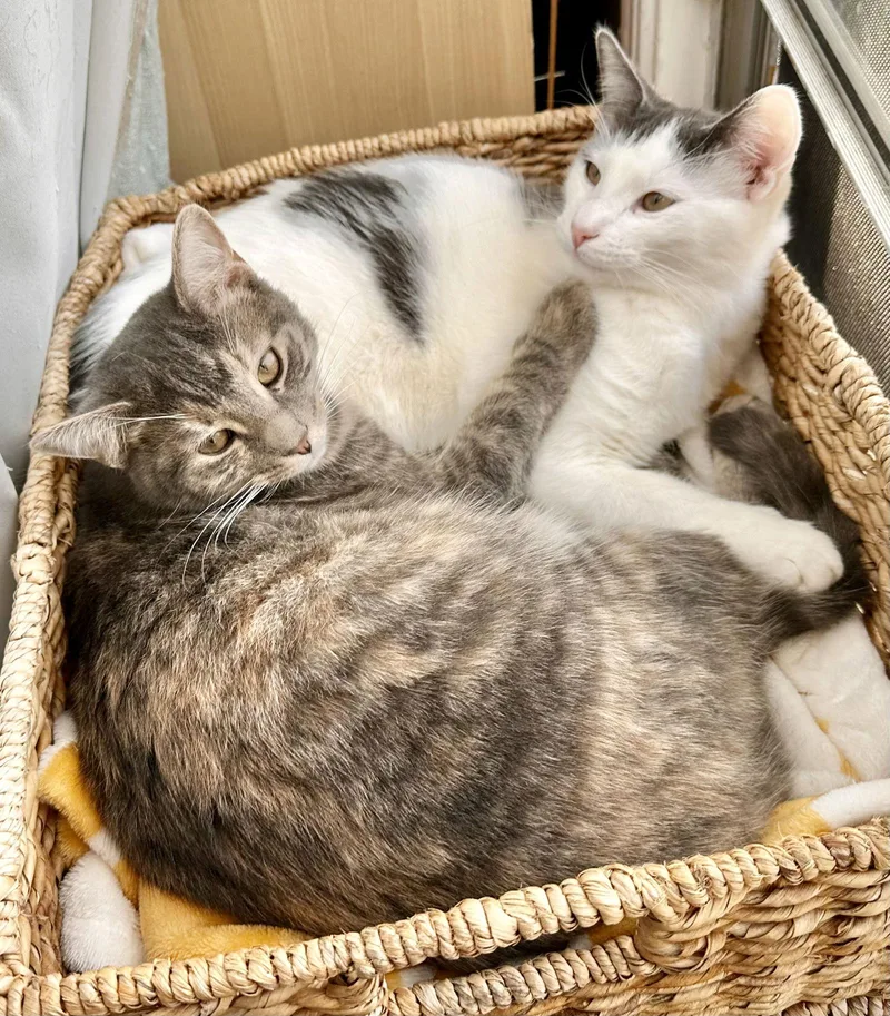 Teddy And Ellie thumbnail 3