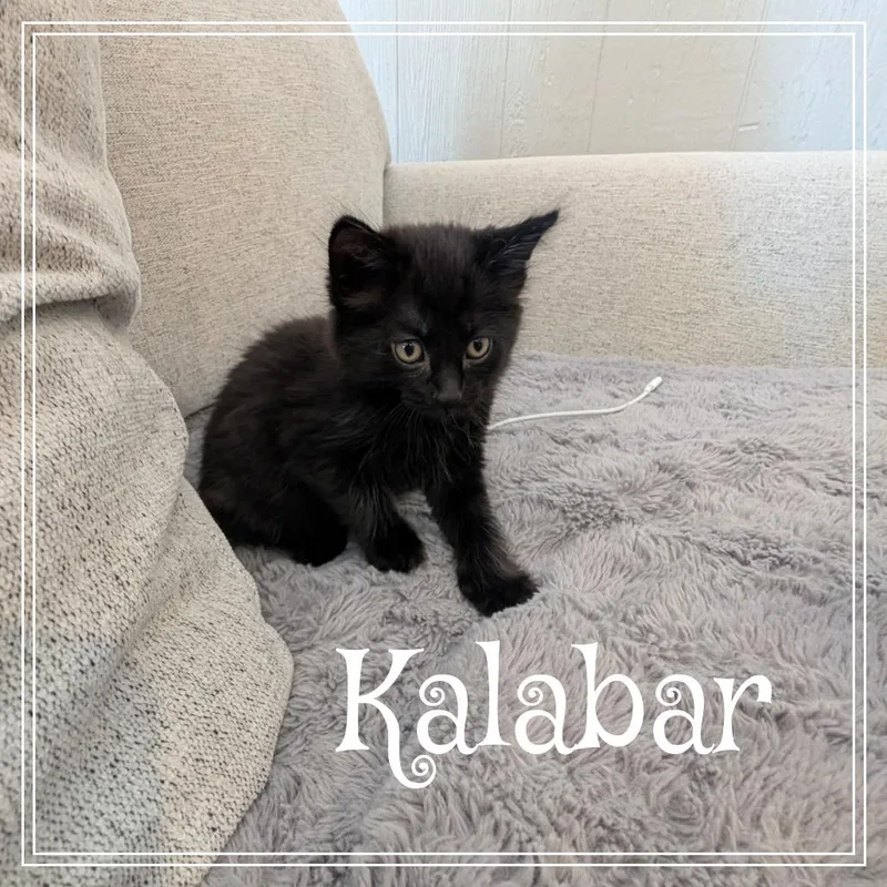 A baby small-sized male Black Domestic Medium Hair cat named Kalabar for adoption in Monroe, MI
