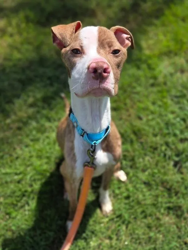 A young medium-sized male Pit Bull Terrier dog named Apple Sauce for adoption in Millersville, MD