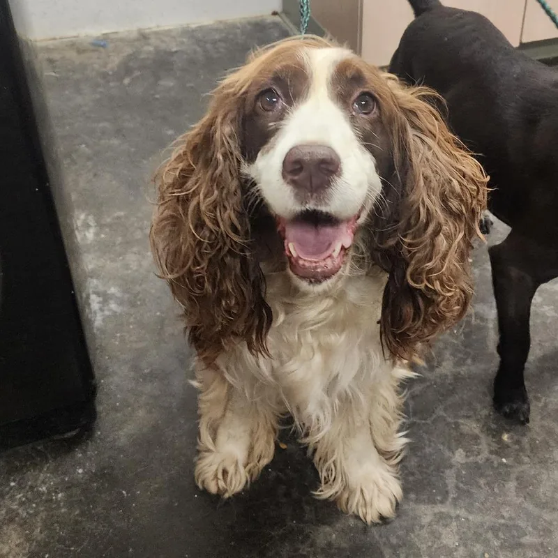 A senior medium-sized female Brown / Chocolate Spaniel dog named Molly for adoption in Evensville, TN