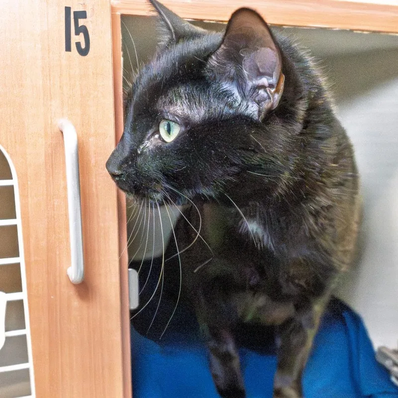 An adult large-sized male Black Domestic Short Hair cat named Jekyll for adoption in South Elgin, IL