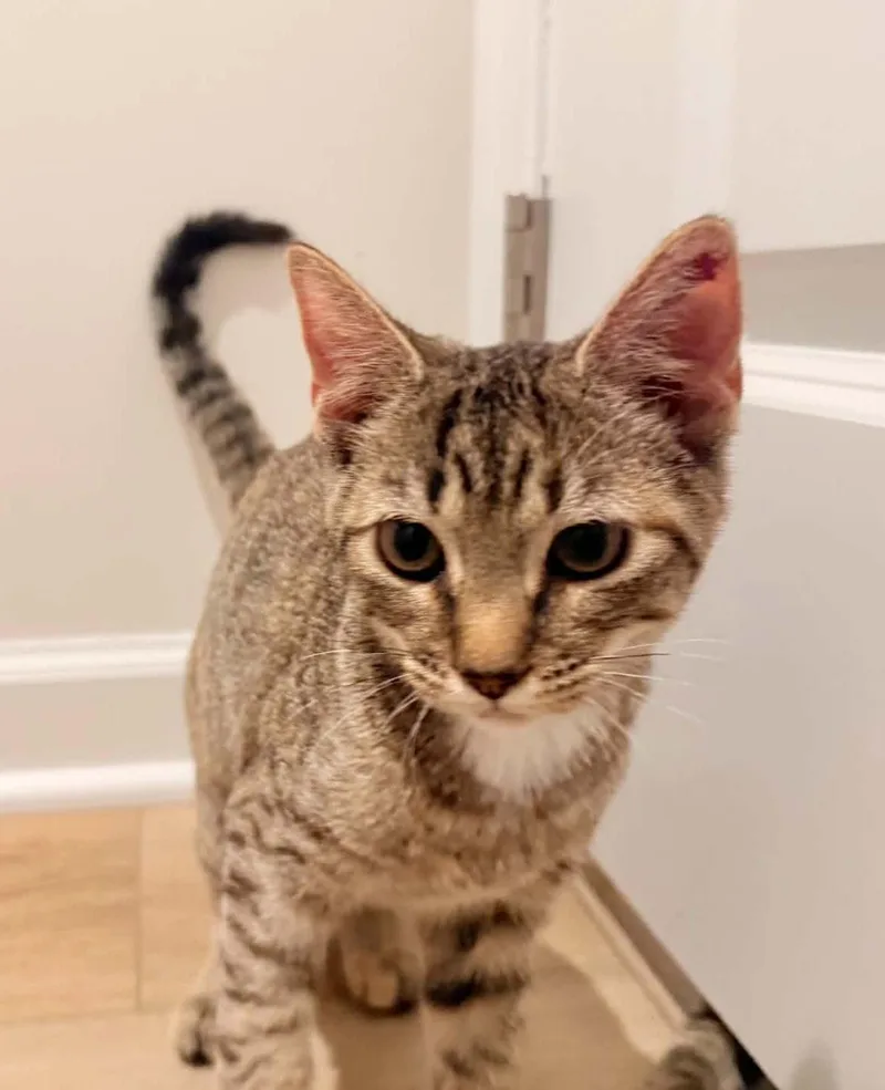 A baby medium-sized male Domestic Short Hair cat named Tammy for adoption in Forest, VA