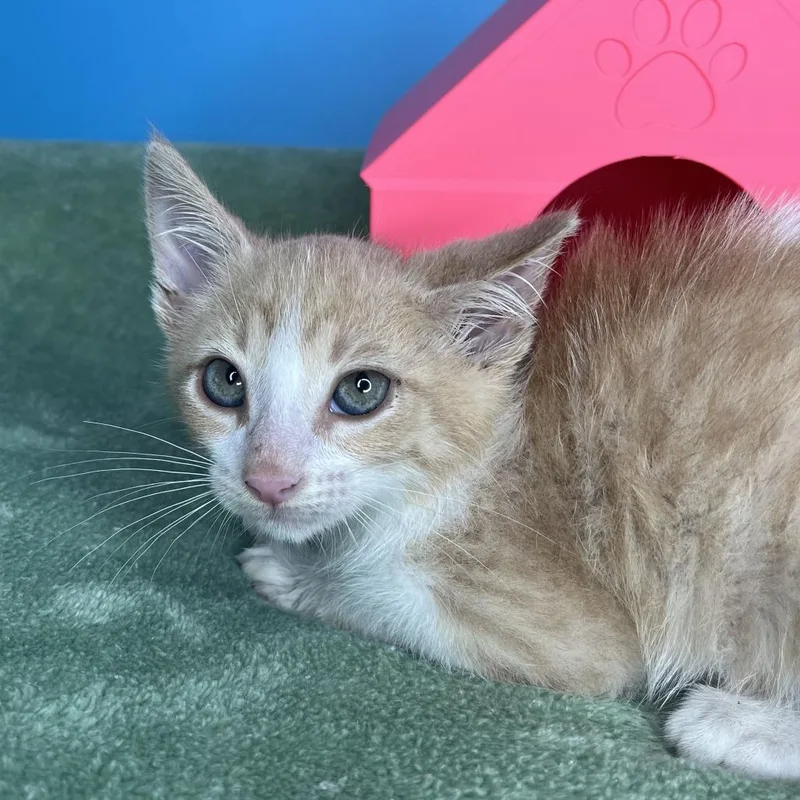 A baby small-sized male Orange / Red Domestic Short Hair cat named Fiveoh for adoption in San Antonio, TX