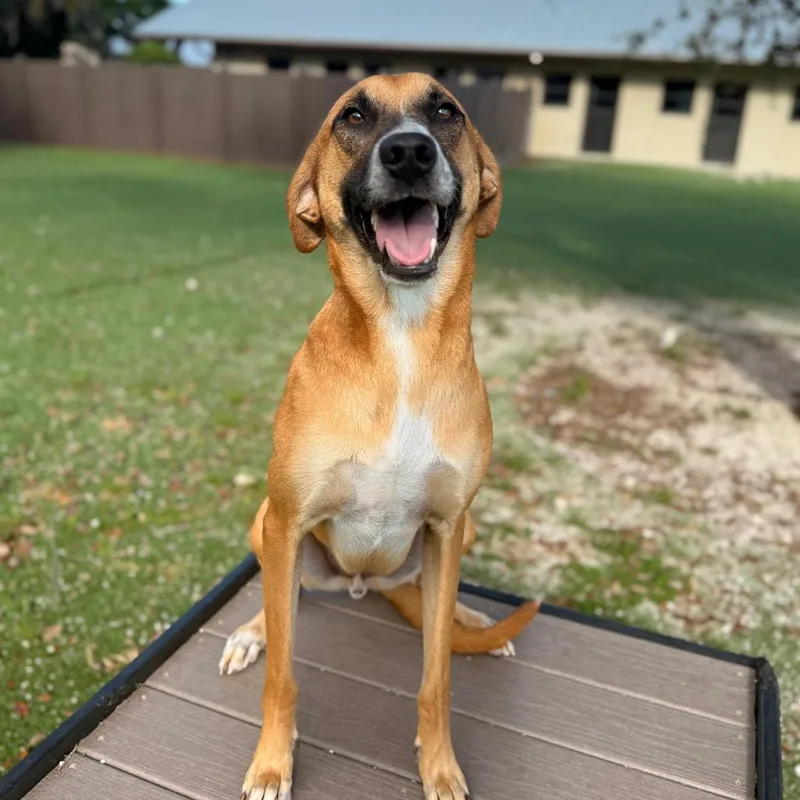 An adult medium-sized male White / Cream Anatolian Shepherd dog named Carrot for adoption in LOXAHATCHEE, FL