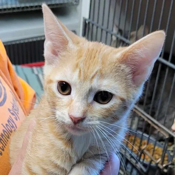A baby medium-sized female Tabby (Orange / Red) Domestic Short Hair cat named Astrid for adoption in Robinson, IL