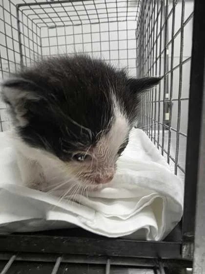 A baby small-sized male Domestic Short Hair cat named Crosby for adoption in Sevierville, TN