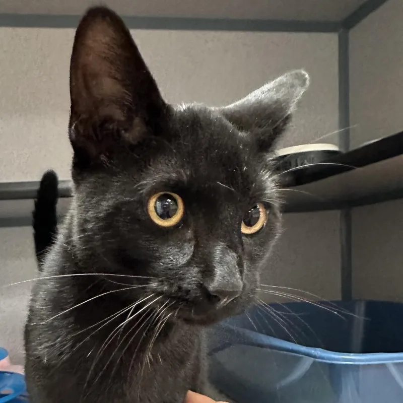 A young medium-sized male Black Domestic Short Hair cat named Nino for adoption in Santa Barbara, CA