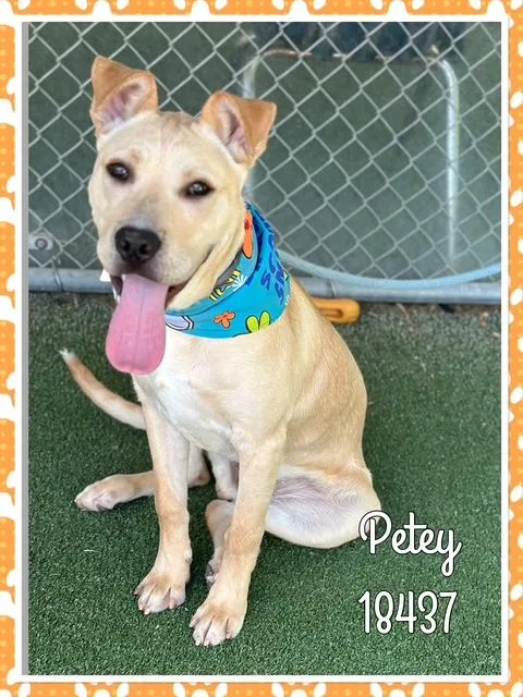 A young medium-sized male Apricot / Beige Labrador Retriever dog named Petey for adoption in Marietta, GA