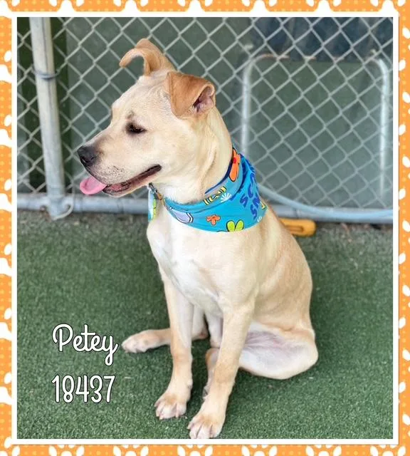 Petey thumbnail 2