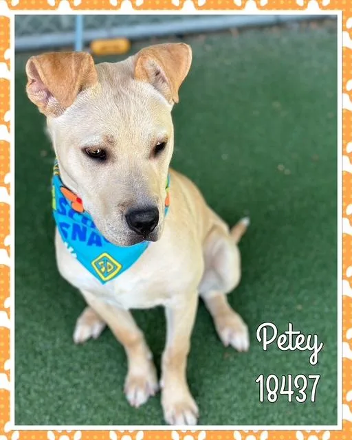 Petey thumbnail 5