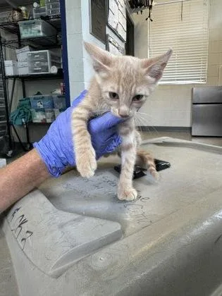 An adult medium-sized male Domestic Short Hair cat named Pepe for adoption in Port Allen, LA