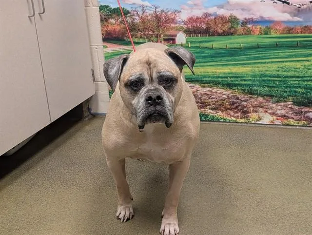 An adult large-sized female American Bulldog dog named A for adoption in Moreno Valley, CA