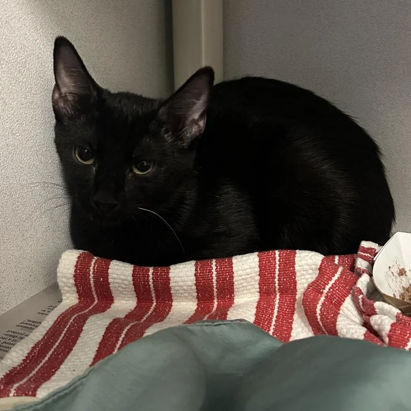 A baby small-sized female Black Domestic Short Hair cat named Nancy for adoption in Dover, NH