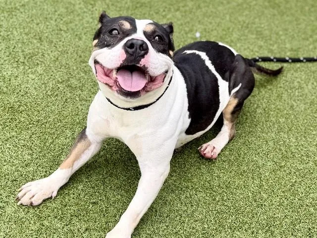 An adult small-sized female Staffordshire Bull Terrier dog named Belladonna for adoption in Olivette, MO