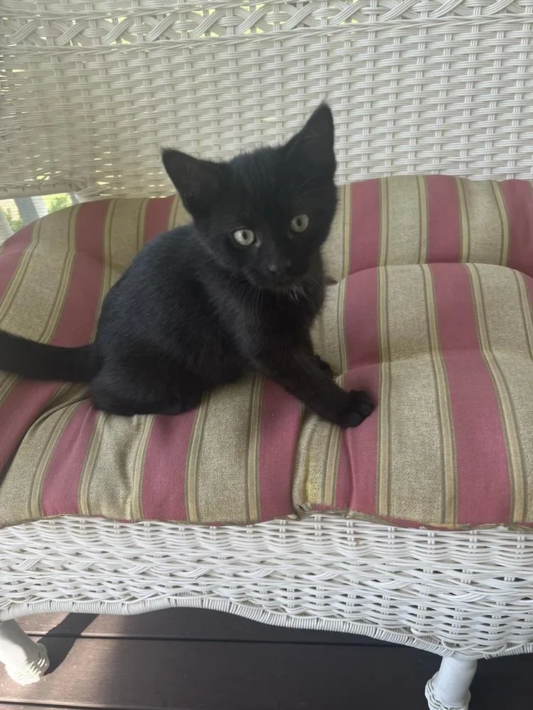 Okra