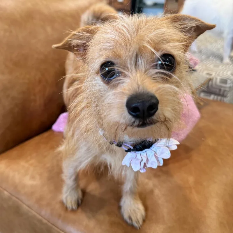 A baby small-sized female Yellow / Tan / Blond / Fawn Terrier dog named Lola for adoption in Indiantown, FL