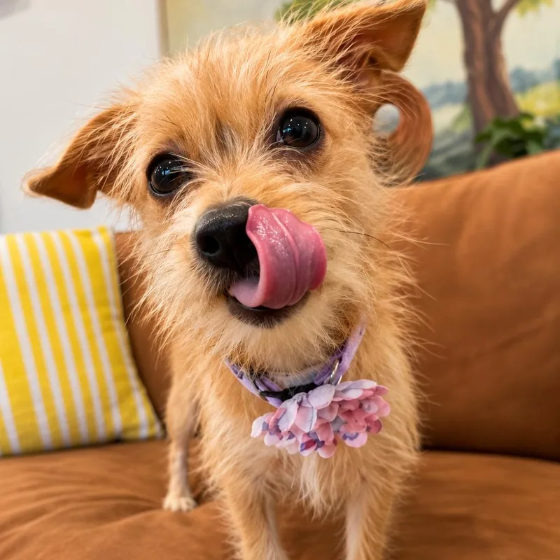 Lola thumbnail 4