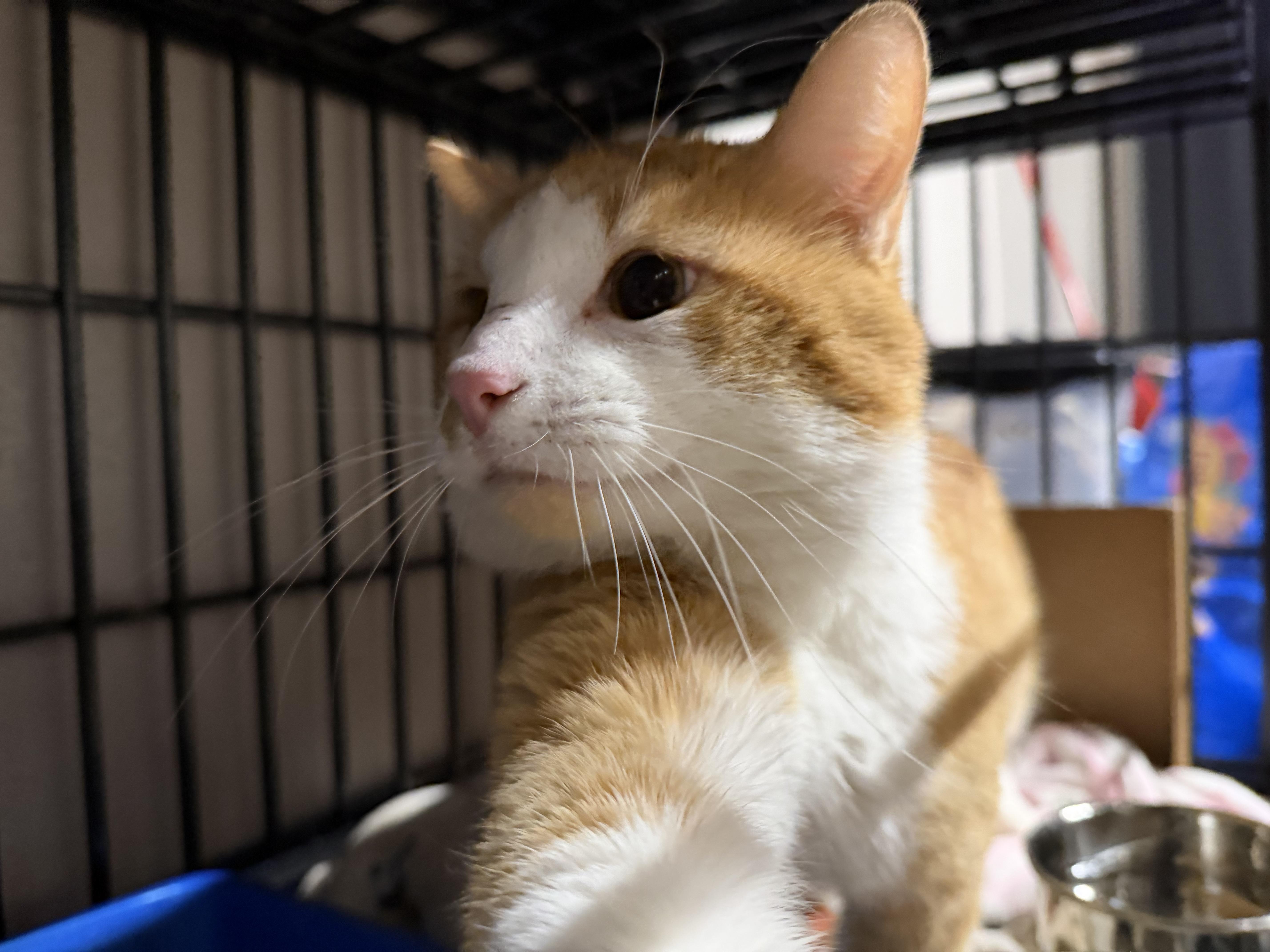 Toulouse thumbnail 2