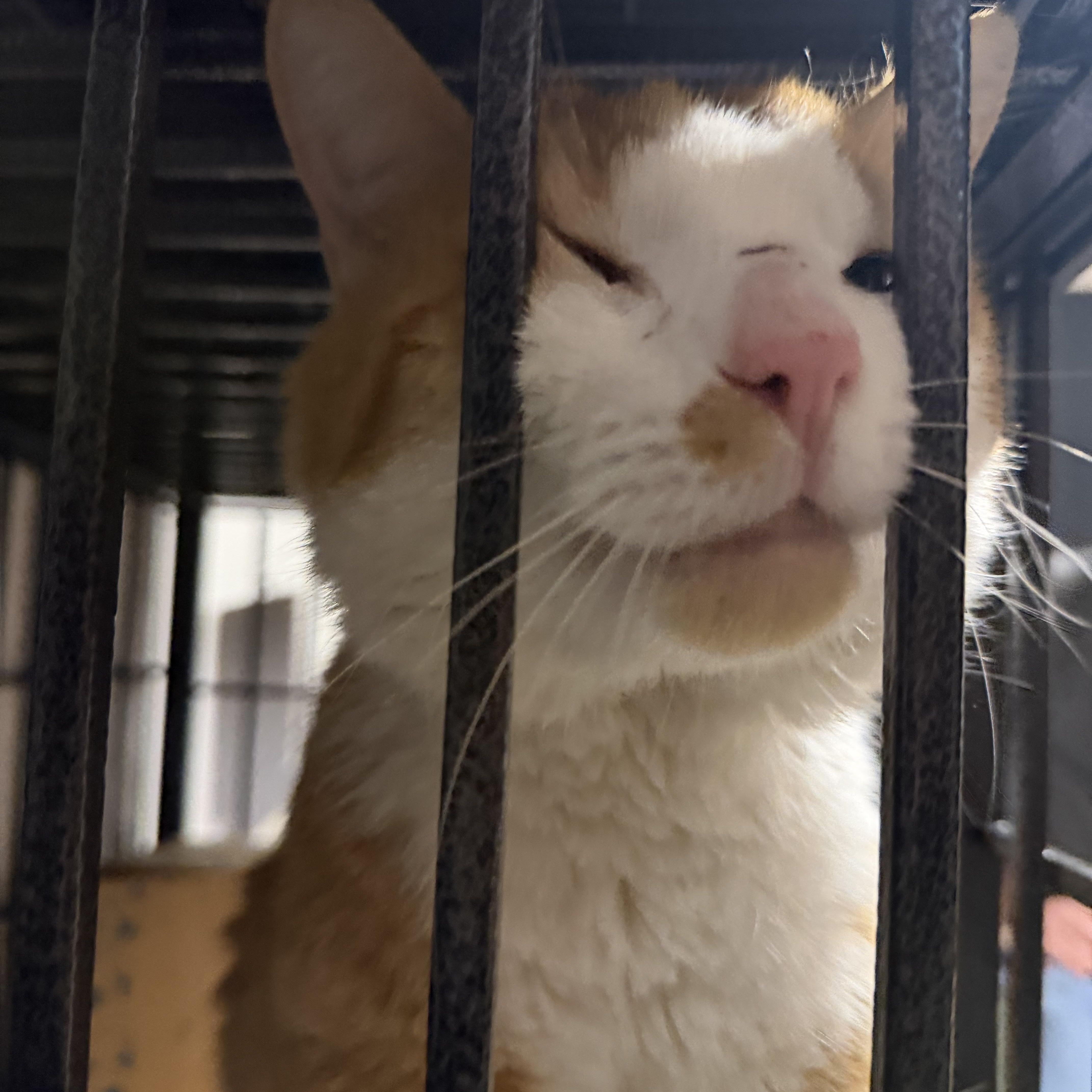 Toulouse thumbnail 3