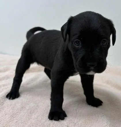 A young large-sized female Labrador Retriever dog named Croissant for adoption in Phoenix, AZ