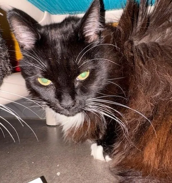 A senior medium-sized female Domestic Short Hair cat named Bacall for adoption in Oceanside, CA
