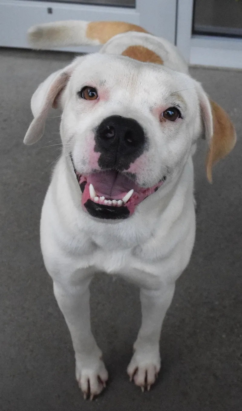 An adult medium-sized female White / Cream Pit Bull Terrier dog named 22303 for adoption in Broken Arrow, OK