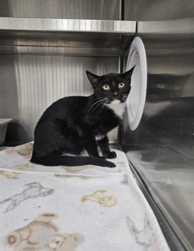 A young small-sized male Domestic Short Hair cat named Drake for adoption in Webster, MA