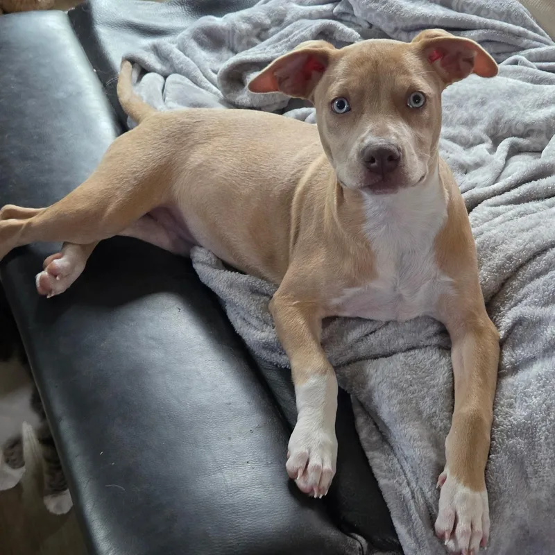 A young medium-sized female Labrador Retriever dog named Heaven for adoption in Nashville, TN