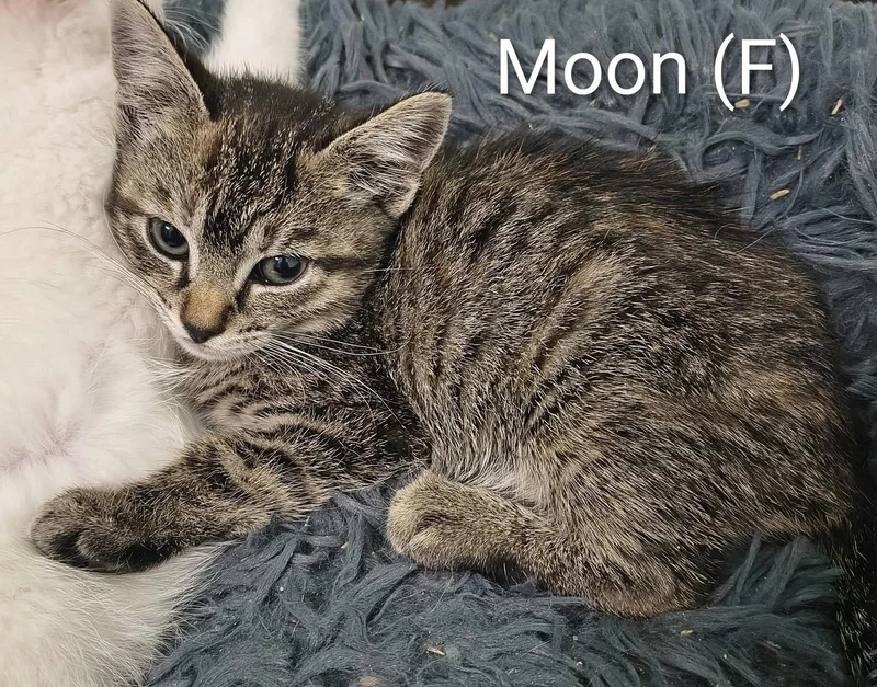Moon