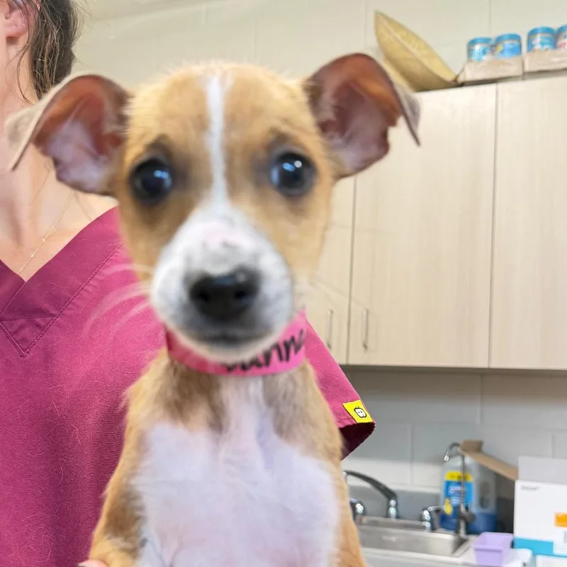 A baby small-sized female Brown / Chocolate Mixed Breed dog named Dana for adoption in Englewood, FL