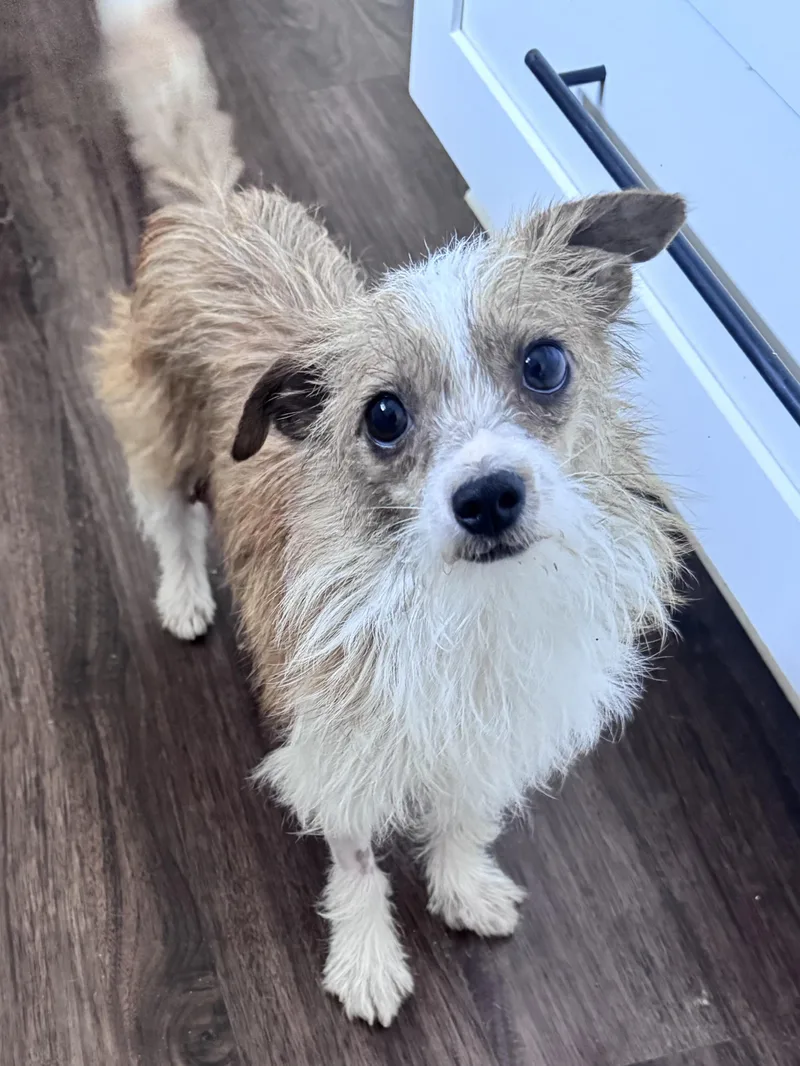 A young small-sized female Brown / Chocolate Maltese dog named Tia for adoption in Monroe, NC